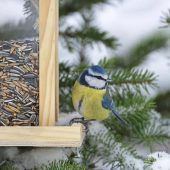 Je wilder der Garten, desto besser für die Tiere