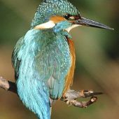 Falsche Boten: Gefahr für Igel und Hamster