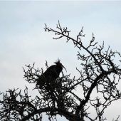 Eine Rarität gibt sich die Ehre