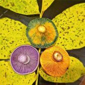 Eine Stütze für den Giftnotruf