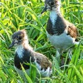 Kiebitzbestand im Landkreis bleibt stabil