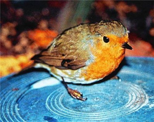 Das Rotkehlchen gilt in vielen Ländern als Weihnachtsvogel. Foto MELING