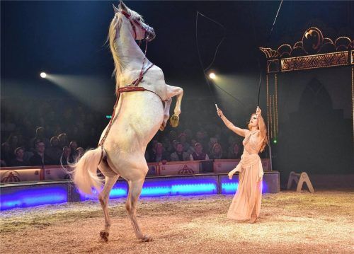 Der Rosenheimer Weihnachtszirkus gastiert derzeit auf der Loretowiese. Kritik äußerte jetzt die Tierrechtsorganisation Peta.Foto  Schlecker