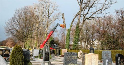 Die Baumfäll-Aktion am Friedhof in Kolbermoor. Foto Riediger