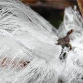 Seltenes Phänomen Haareis in der Region