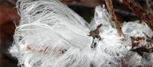 Die filigranen Eisfäden entstehen nur unter speziellen Witterungsbedingungen und stehen in engem Zusammenhang mit einem bestimmten Pilz auf Totholz. Foto Benekam