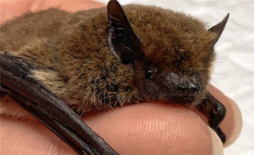 Die Rauhautfledermaus ist dunkelbraun, zierlich und kleiner als eine Streichholzschachtel.Foto re