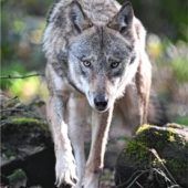 Langer Weg zur Vernunft im Umgang mit Wölfen