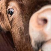 Bauer lässt Bullen monatelang leiden