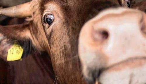 Ein Landwirt soll einen leidenden Mastbullen über Wochen hinweg nicht behandelt haben. Deshalb stand er jetzt vor dem Amtsgericht Mühldorf. Foto DPA