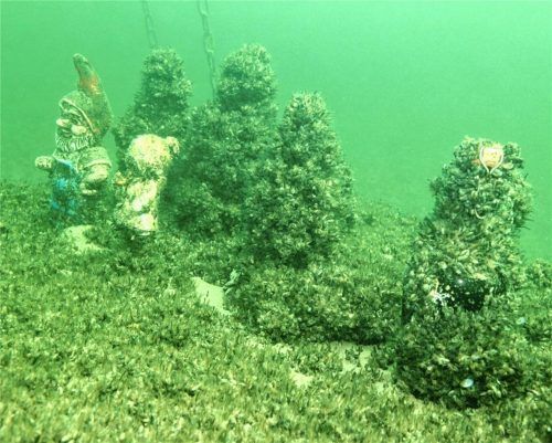 Einer der im Chiemsee zur Bespaßung von Tauchern versenkten Gartenzwerge ist noch gut zu erkennen. Die anderen sind längst nahezu unkenntlich. Diese und die Flasche (rechts) sind von Quagga-Muscheln überwuchert. Foto W.Alt