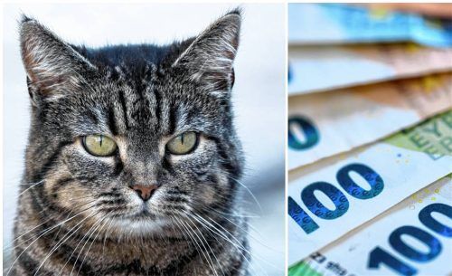 Für Hinweise im Fall der grausam ertränkten Katze im Inn bei Rosenheim, gibt es inzwischen eine noch größere Belohnung (Symbolbild). Foto Montage: dpa/picture alliance/Stefan Sauer/Hendrik Schmidt