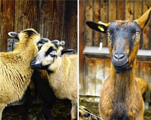 „Hanni“ inmitten ihrer Kamerunschafe in Unteröd am Friedlsee im Gemeindegebiet von Amerang. Die freche Ziege hatte eigene Pläne, ihr Leben zu gestalten – und startete eine spektakuläre Flucht vor dem MetzgerFoto eder.