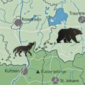 Viele Gerüchte um Wolf und Bär, nur wenige Beweise