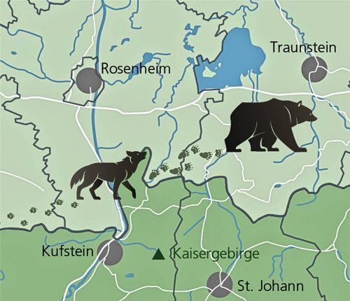 Immer wieder halten sich die Gerüchte, dass in der Region Rosenheim Bären und Wölfe unterwegs sind, eine Spur gibt es tatsächlich.Klinger