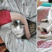 Hoffnung für todkranken Kater „Beethoven“