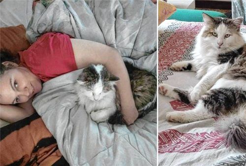 Kater Beethoven soll nach Amerika reisen, um eine neue Niere zu erhalten – so der Wunsch von Halterin Julia Höber. Dafür hat sie eine Spendenaktion ins Leben gerufen. Foto Julia Höber