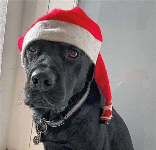 Labrador Einstein ist ab und zu bei Hundetrainerin Nadine Walter-Lang zu Besuch. Er bekommt jedes Weihnachten mindestens ein Kuscheltier, weil er die so liebt.