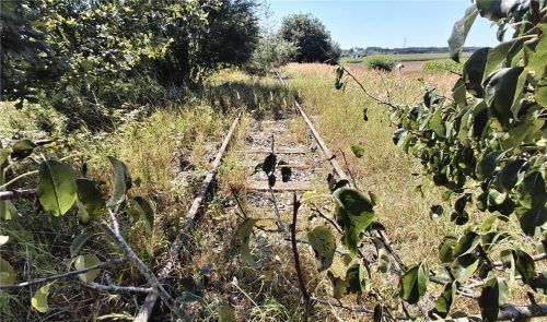 Längst schon hat sich die Natur die Gleise von Neumarkt-St. Veit nach Marklkofen zurückerobert. Schon bald könnte aber das Unkraut weichen. Es gibt Pläne für die stillgelegte Bahnstrecke. Foto  Enzinger
