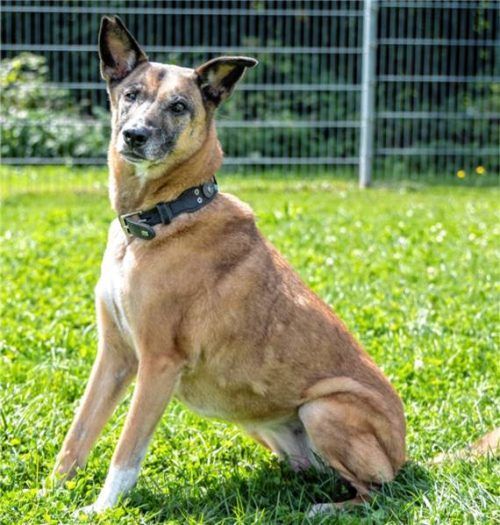 Laika ist eine schöne Hundelady.Foto Tierheim