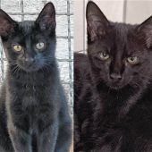 Zwei schwarze Schönheiten suchen einen festen Platz