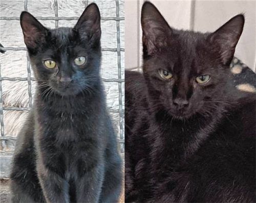 Ophelia (links) und Oana. Foto RE