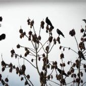 Krähenlärm in Rosenheim: Forderung nach Nestentnahme