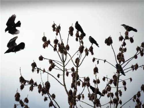 So mancher Bürger sieht in der Vielzahl an Krähen in der Stadt eine Plage. Foto dpa