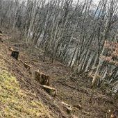 Bäume müssen Hochwasserschutz weichen