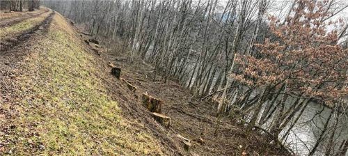 So sieht der Deich nach der Fällaktion aus. Foto Lang