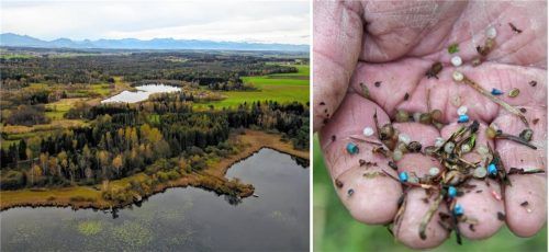 Tausende und Abertausende Plastikkügelchen verschmutzen das Landschaftsschutzgebiet Ameranger Freimoos. Fotos Initiative Freimoos
