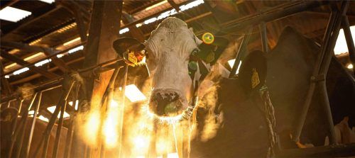 Tierdramen, wie der Fund zahlreicher Toter Rinder im April auf einem Aiblinger Hof, erschütterten in der Vergangenheit die Region (Symbolfoto). Foto © Sina Schuldt (dpa)