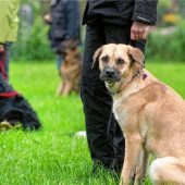 Kontroverse Debatte über Erziehungspflicht für Hunde
