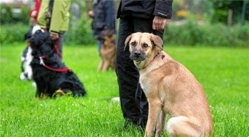 Traunsteiner Stadträte diskutierten, ob ein Hundeführerschein mit einer Steuerbefreiung prämiert werden soll. Foto dpa