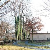 Zehn Eschen werden gefällt