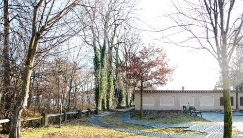 Zwischen Werkskanalböschung und Altem Friedhof drohen mehrere Eschen umzustürzen. Foto Riediger