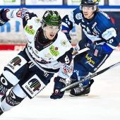 Frustrierte Eisbären