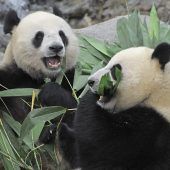 Das ist ja pandastisch!