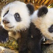 Das große Panda-ABC