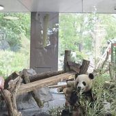 So funktioniert Chinas Panda-Diplomatie