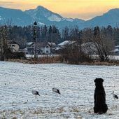 Der Wächter über das Storchennest