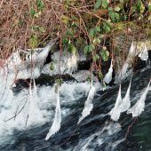 Eisglöckchen „bimmeln“ am Hammerbach