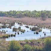 Zwischen Superfood und Pflanzenresten