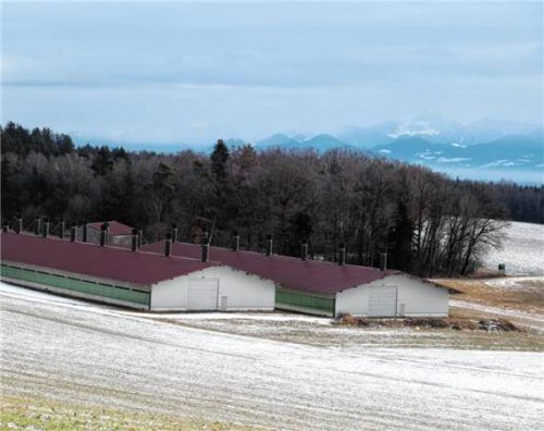 An diese Putenställe sollen sogenannte Kaltscharrräume angebaut werden. Foto Merk