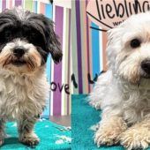 Wirbelndes Herzensduo Maja und Molly verdient eine echte Heimat