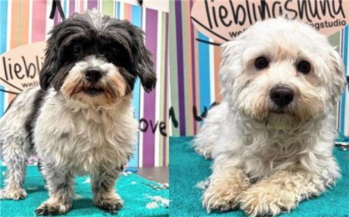 Bei Maja und Molly ist immer etwas los.Foto Tierheim Ostermünchen