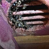 Berufsschifffahrt kämpft mit Quagga-Muschel