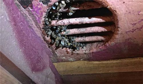 Das Kühlwasser-Ansaugrohr ist mit Muscheln bewachsen. Nur im Trockendock kann gut daran gearbeitet werden. Fotos  Dachs