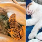 Pumpkin und Nola sind unzertrennlich