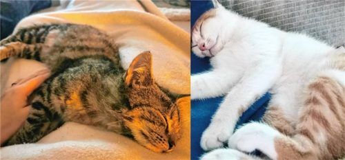 Die Geschwister sind zwar vom Charakter her unterschiedlich, beim Ausruhen sind sie sich jedoch einig.Foto re